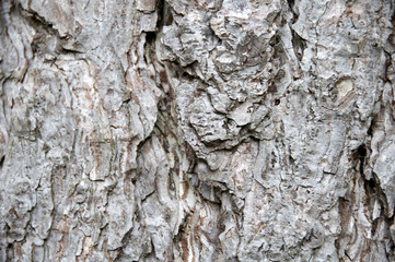 Tree trunk