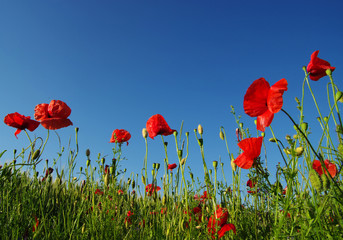 Obraz premium czerwone maki na niebie