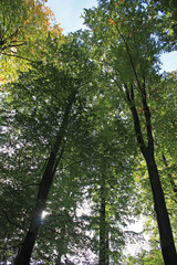 Bäume am Wildnispfad Plättig Schwarzwald