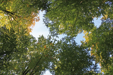 Bäume am Wildnispfad Plättig Schwarzwald