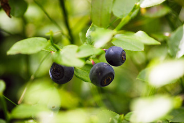 mirtillo nero