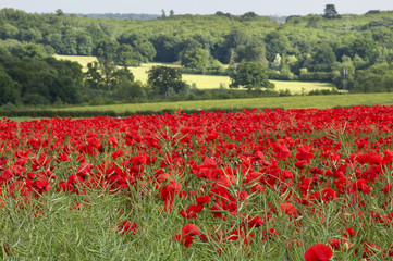 Poppies