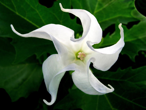 Sternbl&uuml;te