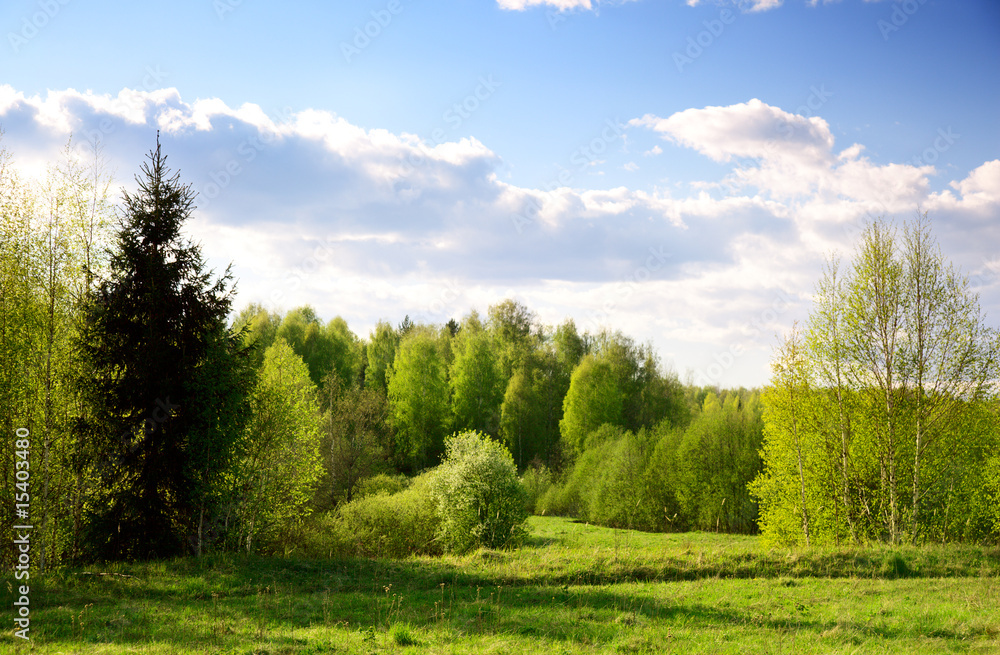 Canvas Prints sunset in spring forest