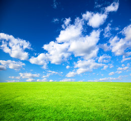Fototapeta premium field of spring grass