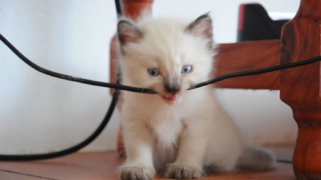 petit chaton fait des b&ecirc;tises