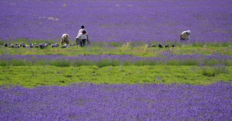 Fotobehang Lavendel coupe de la lavande  © Tilio & Paolo