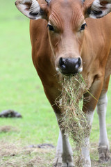 Naklejka premium Banteng