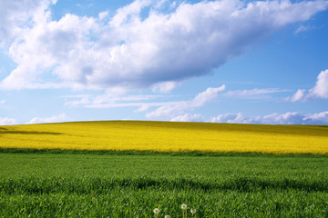 Blumenwiese