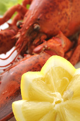 Astice - Homarus vulgaris
