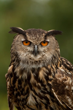 portrait of a oehoe owl