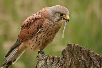 falcon with the tail of a mouse in his mouth
