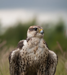 Saker bird in natural enviroment