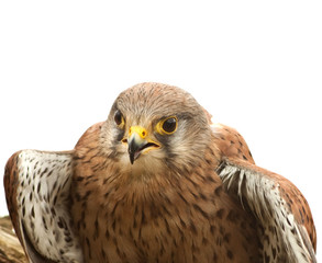 kestrel bird on white background