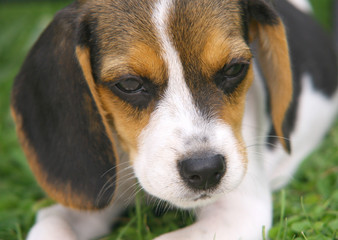 Beagle close up