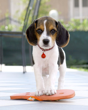 Beagle in the garden