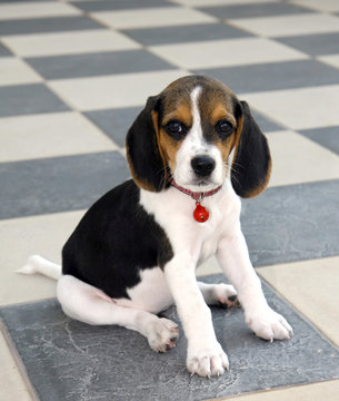 beagle sitting