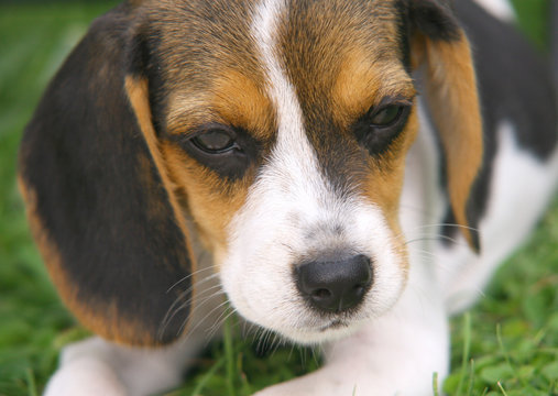 Beagle close up