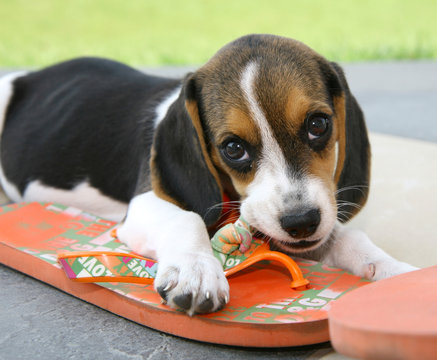 Beagle bites