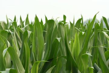 corn leaves