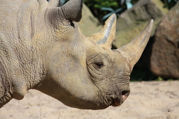 Kopf von einem Nashorn
