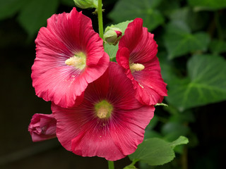 hibiscus