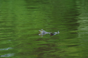 水面のウシガエル