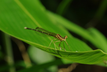 笹の葉とトンボ