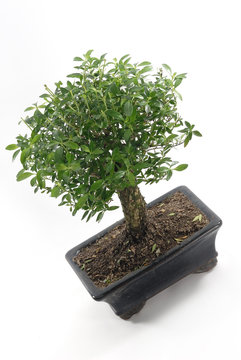 Bonsai 09