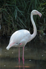 Obraz premium Flamingo 01