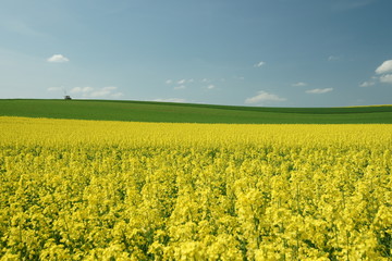 Tracktor am Rande des Senffelds