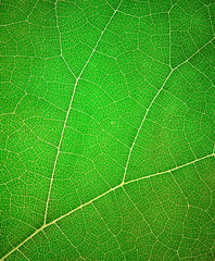 Leaf surface