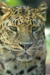 Leopard 01