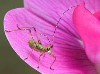 Tiny insect on flower