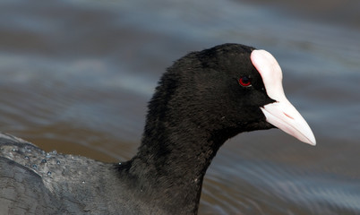 Head of a Coot