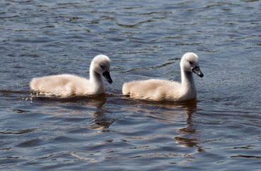 Pair of Baby Swans