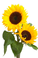 Fototapeta premium sunflowers