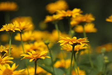 kwiaty © Mateusz Grądman