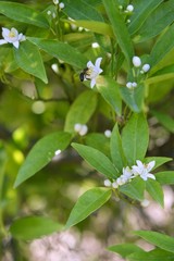 Orange tree flowers  pollinated by bee