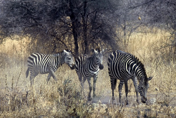 Fototapeta na wymiar Zebras,Serengeti