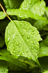 water drops on leaf