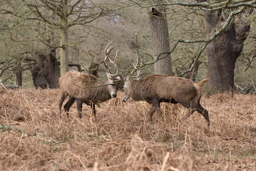Red Deer Fighting