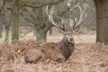 Large Red Deer
