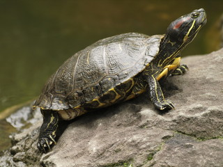Fototapeta premium Tortuga escalando en jardín japones