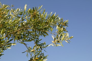 Olive tree field in Spain, macro close up