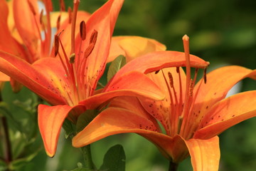lilie pomarańczowe © Mateusz Grądman