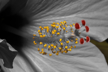 Hibiskus 2 © rotoGraphics