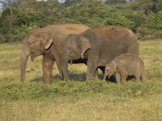 Fototapeta na wymiar Trzech indyjskich słoni