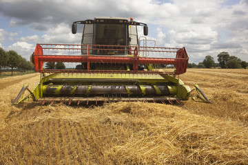 Fototapeta premium harvest time