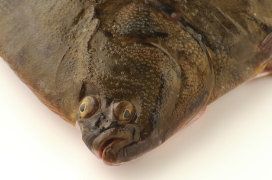 Passera di mare
